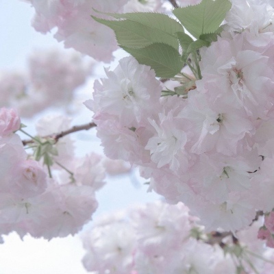 汉中福瑞交流群